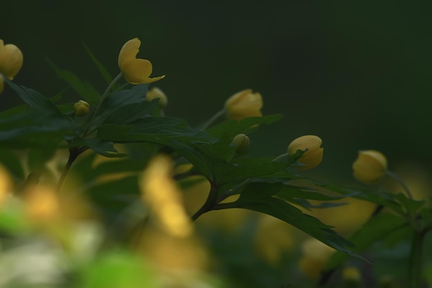 buttercups flowers background / abstract background seasonal, spring, summer, nature flower, yellow wild flowers