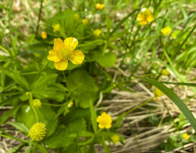 Buttercups in the forest in spring