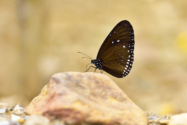 Butterflie (Common Indian Crow) schreeuwt het uit op rots.