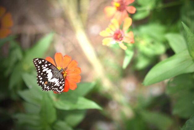 写真 蝶と花は朝の暖かい囲気を新鮮にします 自然は一日中幸せです