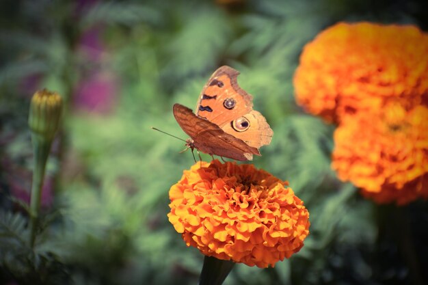 写真 蝶と花