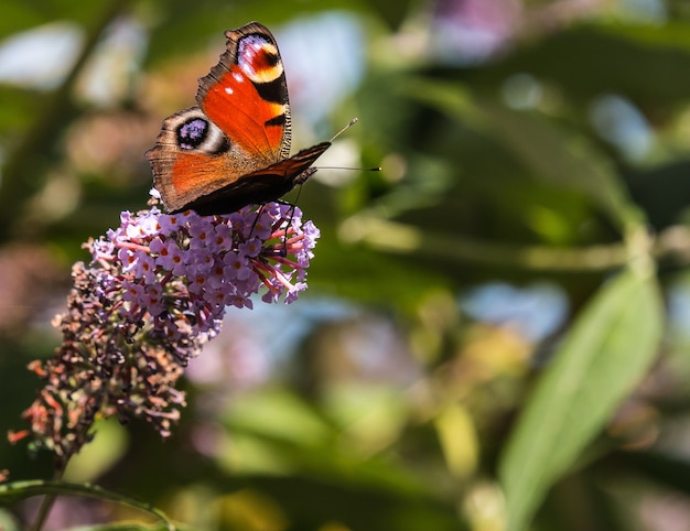 butterflies announce the arrival of spring