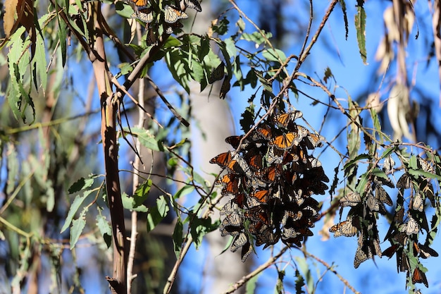 Butterflies in Ardenwood farm Fremont California