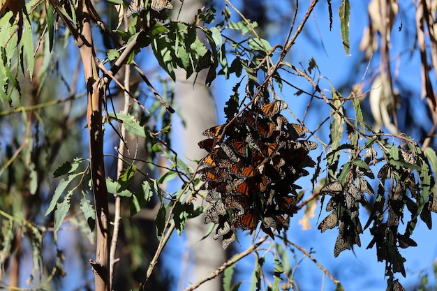 Butterflies in Ardenwood farm Fremont California