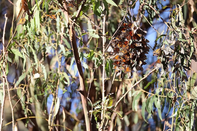 Butterflies in Ardenwood farm Fremont California