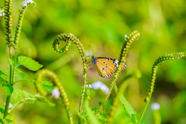 Butterflies are eating