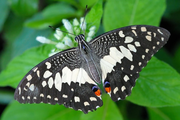 The butterflies are very colorful.