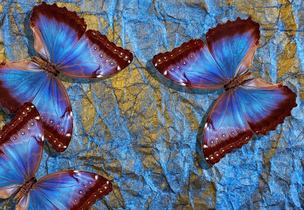 butterflies on a blue background