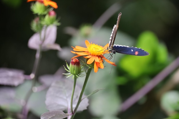 Butterflies at the California Academy of Science