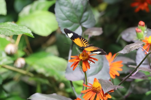 Butterflies at the california academy of science