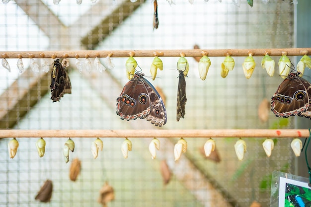 Butterflies chrysalis on a branch in butterflies farm in botanic garden in prague europe