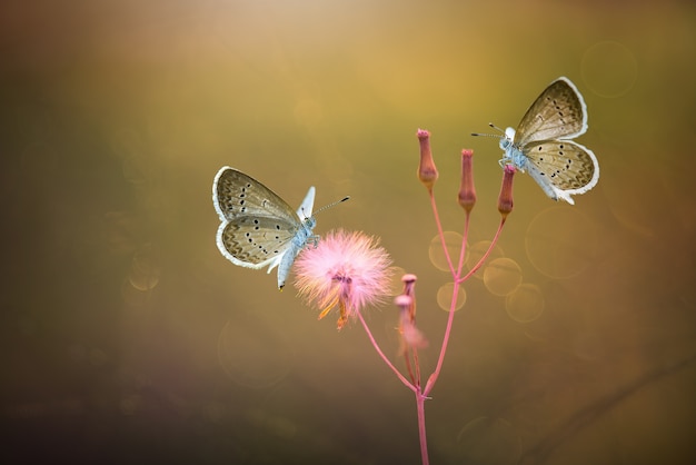 Butterflies on flower