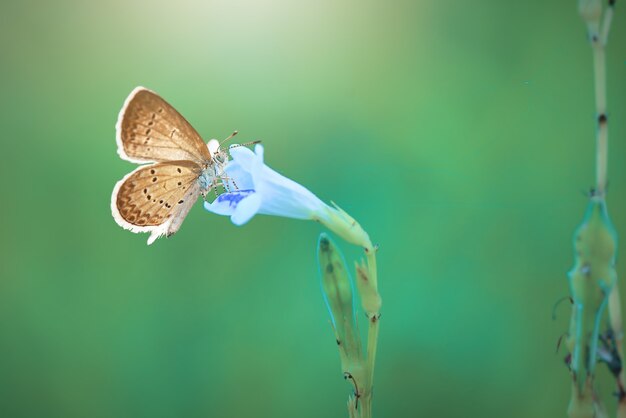 Butterflies on flower