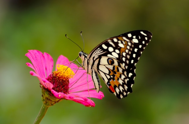 Foto macro di farfalle e fiori.