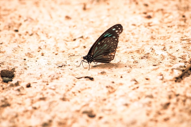 Butterflies flying around the salt marsh