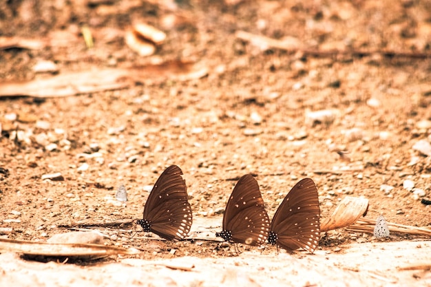 Butterflies flying around the salt marsh