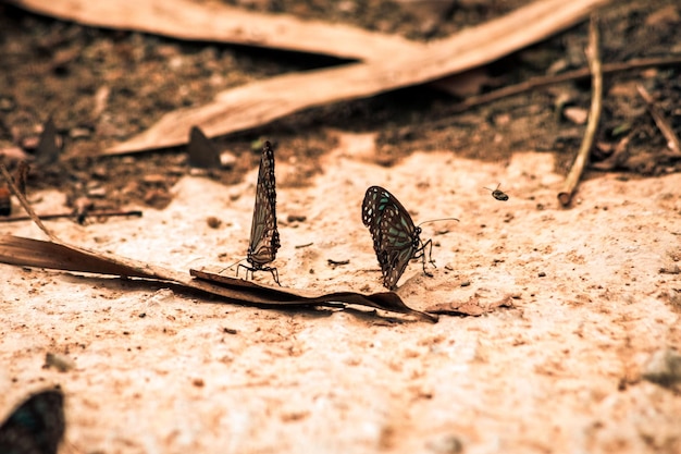 Butterflies flying around the salt marsh