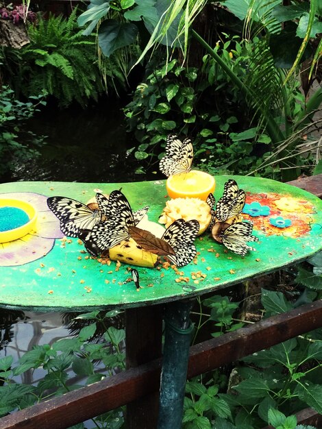 Butterflies on fruits at table in yard