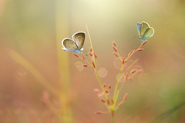 Butterflies  on  grass