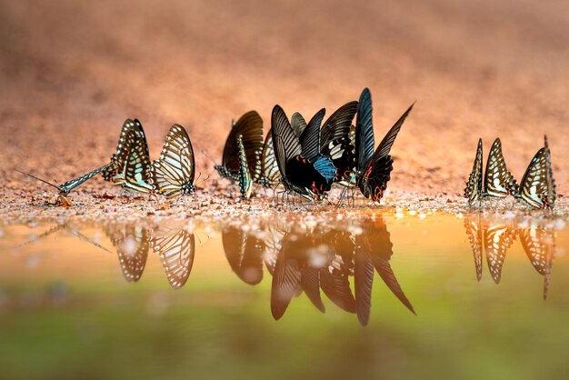 Photo butterflies on the ground photo