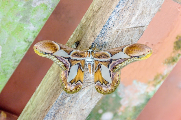 Butterflies and insects