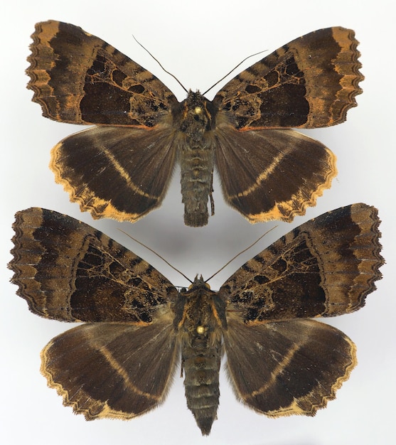 Бабочки, изолированные на белом фоне. Большой черный мотылек Mormo maura пара макрос. Noctuidae, коллекционное насекомое