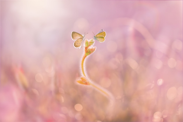 Butterflies on   leaf