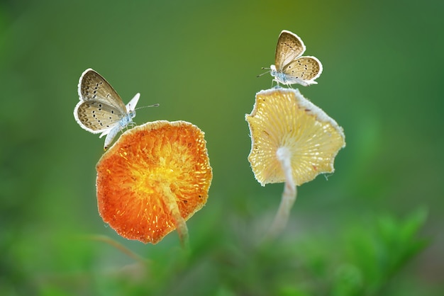 Photo butterflies on mushroom