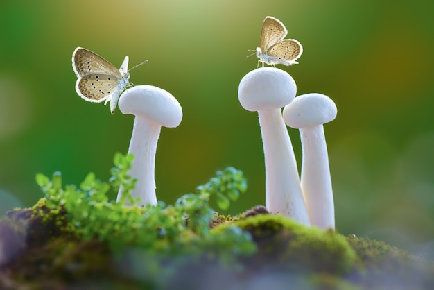 butterflies on mushroom