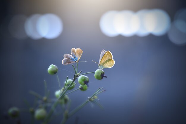 Farfalle in natura