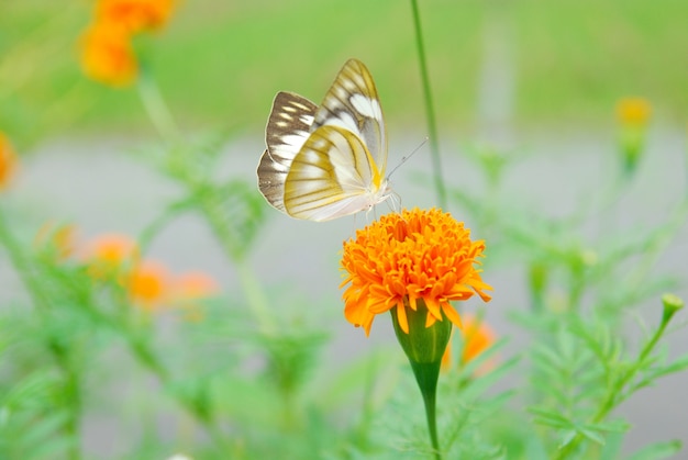 花の上に座っている蝶