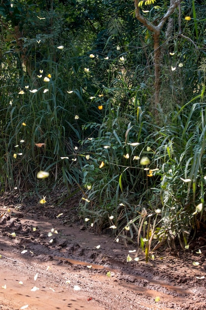 Butterflies on the side of the road at Iguazu Falls