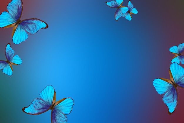 Foto farfalle nel cielo con le parole farfalle