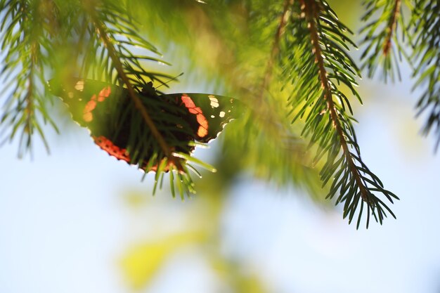 Farfalle su un albero. farfalle e nettare. succo di betulla. farfalle nella foresta. natura. foresta. farfalle.