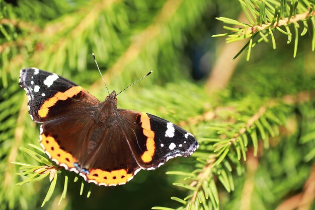 Butterflies on a tree Butterflies and nectar Birch juice Butterflies in the forest Nature Forest Butterflies