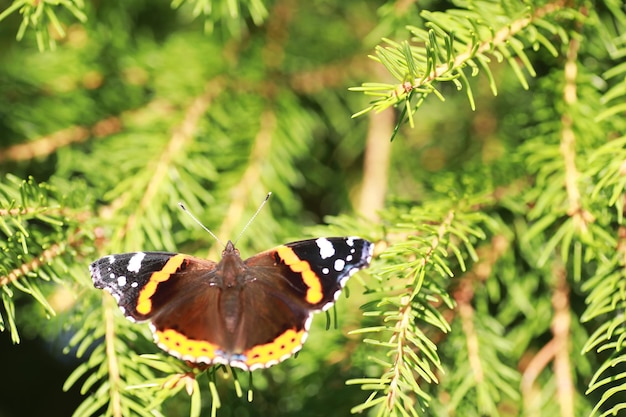 Photo butterflies on a tree butterflies and nectar birch juice butterflies in the forest nature