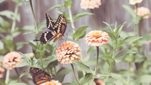 Photo butterflies wings flowers