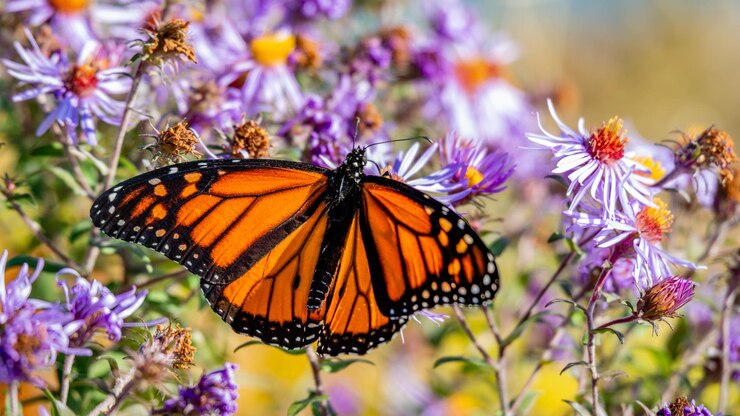 Photo butterfly 21