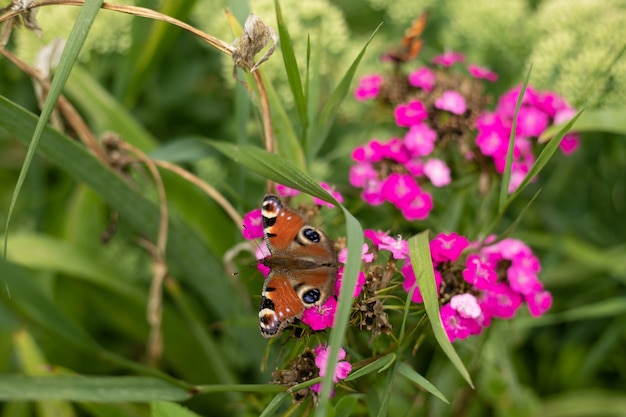 Photo butterfly aglais io on the pink flowers close up