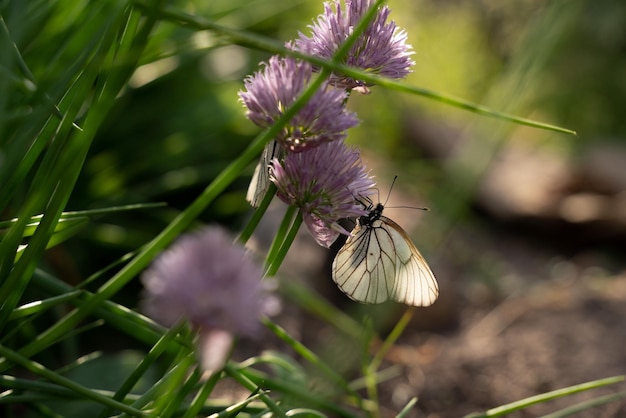 写真 チャイブの花に蝶 aporia crataegi