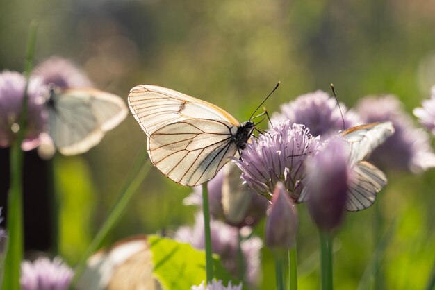 写真 ニラの花に蝶のアポリア クラタエギ