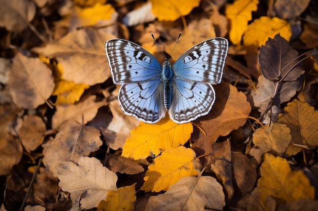 Butterfly Among Autumn Leaves