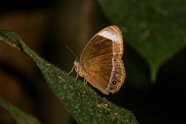 Butterfly of bangladesh