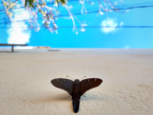 Butterfly on beach