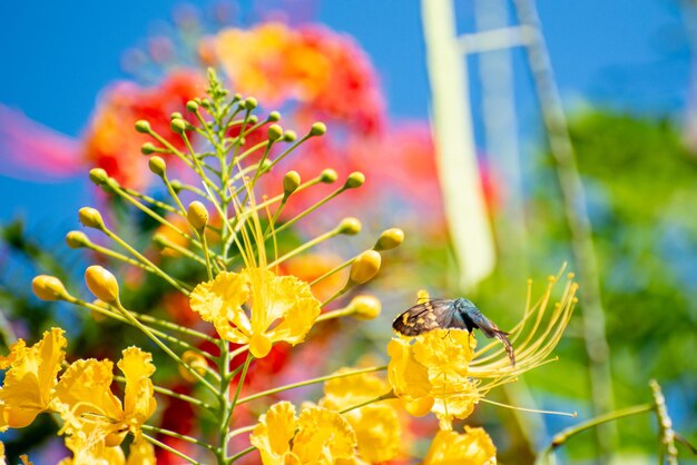 Butterfly beautiful butterfly pollinating beautiful flowers in Brazil autumn selective focus