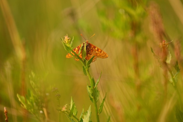 Foto farfalla di pechino