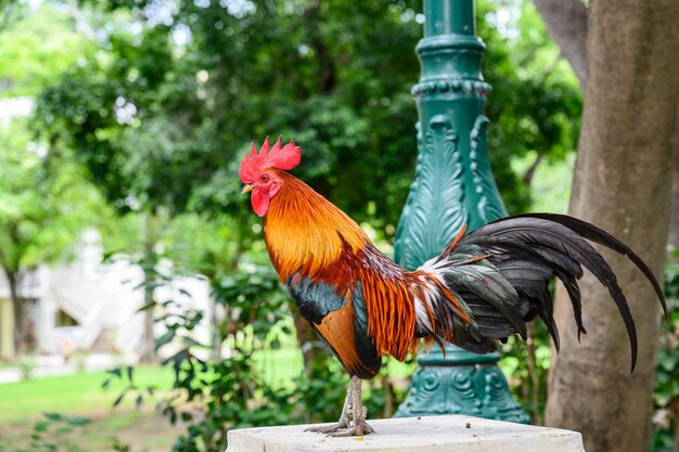 Foto farfalla su un uccello