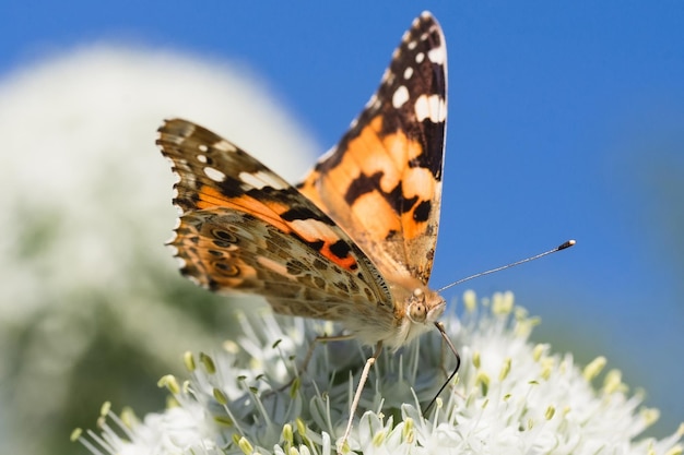 Butterfly on blossom flower in green nature