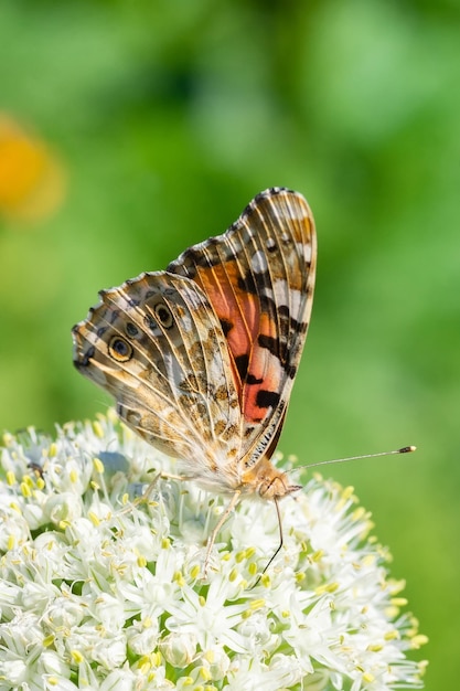 Butterfly on blossom flower in green nature