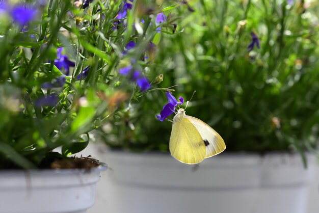 Farfalla sul fiore blu